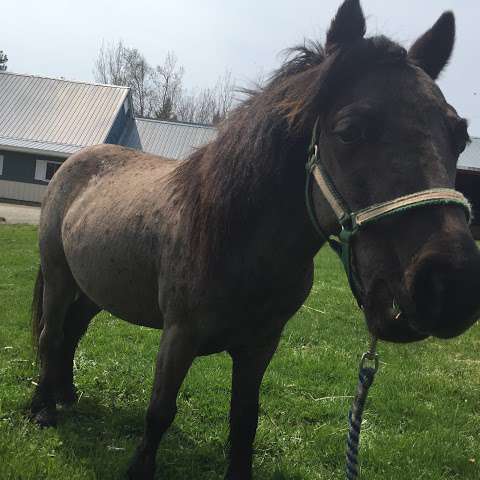 Beloved Miniature Horses